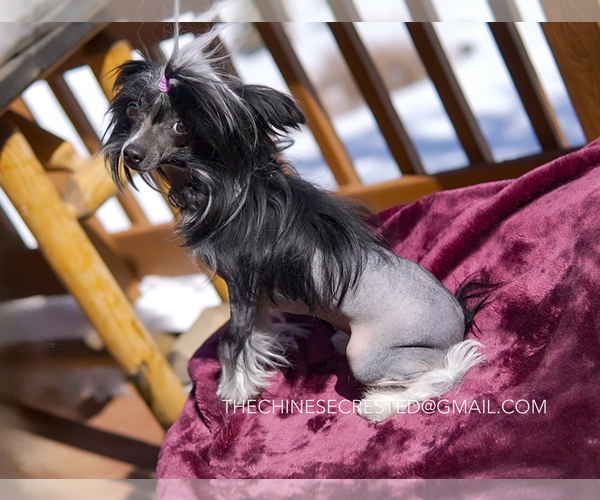 Medium Photo #14 Chinese Crested Puppy For Sale in AURORA, CO, USA