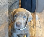 Puppy White Labrador Retriever