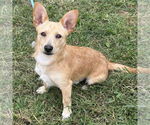 Small #1 Chiweenie