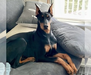 Doberman Pinscher Litter for sale in SPRINGFIELD, IL, USA