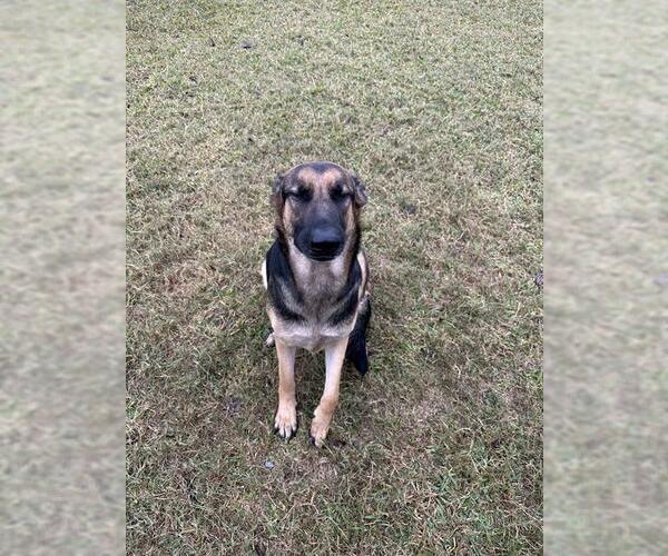 Medium Photo #1 German Shepherd Dog-Unknown Mix Puppy For Sale in San Antonio, TX, USA