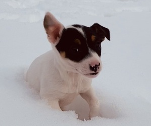 Jack Russell Terrier Puppy for Sale in RICHMOND, Michigan USA