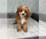 Image preview for Ad Listing. Nickname: Charlie