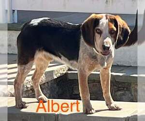 Beagle-Unknown Mix Dogs for adoption in pomfret, CT, USA