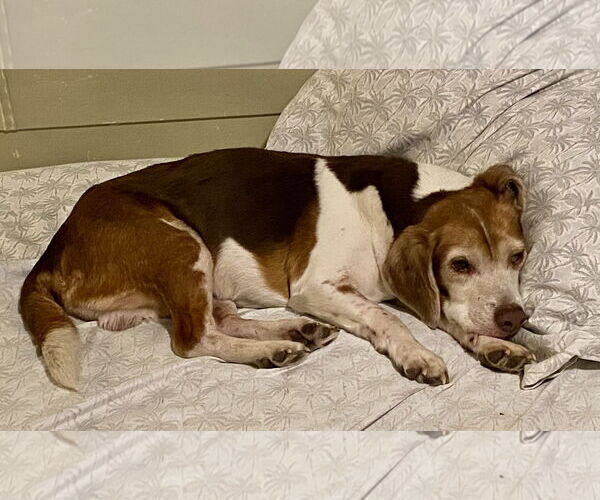 Medium Photo #12 Beagle Puppy For Sale in Tampa, FL, USA