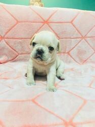 French Bulldog Puppy for sale in REVERE, MA, USA