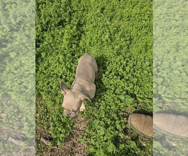 Medium Photo #4 French Bulldog Puppy For Sale in GREENEVILLE, TN, USA