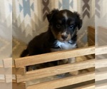 Small #5 Shel-Aussie