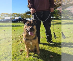 German Shepherd Dog-Unknown Mix Dogs for adoption in Caldwell, NJ, USA