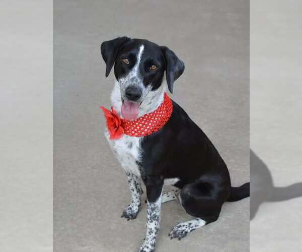 Medium Photo #1 Borador Puppy For Sale in McKinney, TX, USA