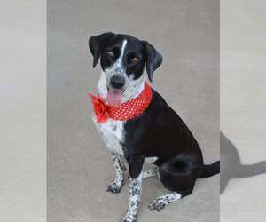 Borador Dogs for adoption in McKinney, TX, USA