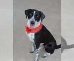 Small Borador