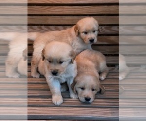 Golden Retriever Puppy for Sale in COTTONDALE, Florida USA