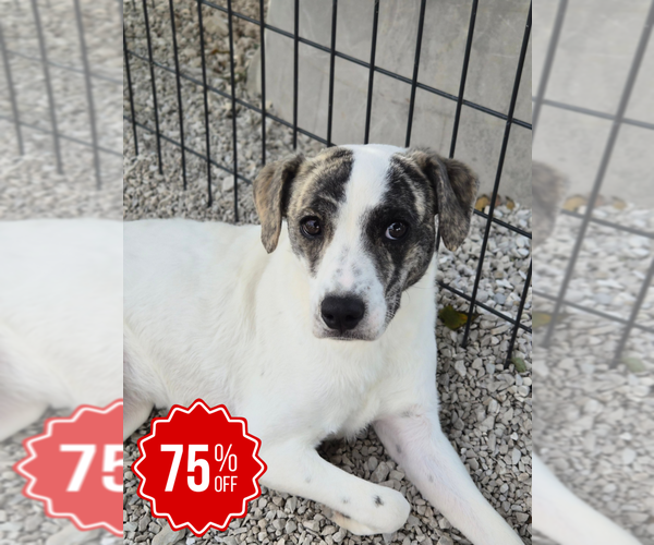 Medium Photo #11 Mutt Puppy For Sale in Bolivar, MO, USA