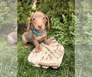 Dachshund Puppy for sale in MIDDLEBURY, IN, USA