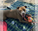 Small #8 American Pit Bull Terrier-American Staffordshire Terrier Mix