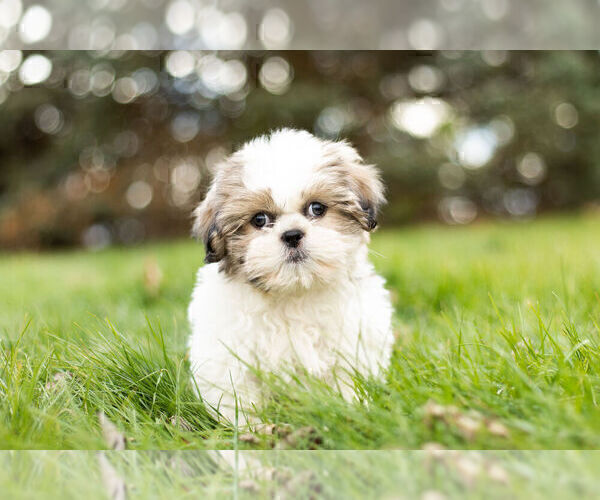 Medium Photo #2 Shih Tzu Puppy For Sale in WARSAW, IN, USA