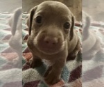 Puppy Puppy 2 Dachshund