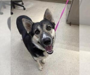 German Shepherd Dog Dogs for adoption in Riverside, CA, USA