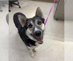 DUKE - Male German Shepherd Dog Dog for Adoption - Small photo