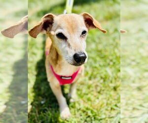Dachshund-Unknown Mix Dogs for adoption in Manahawkin, NJ, USA