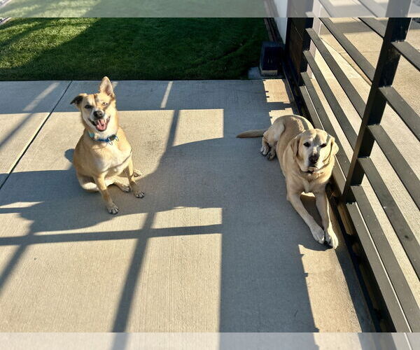 Medium Photo #2 Labrador Retriever-Unknown Mix Puppy For Sale in San Diego, CA, USA