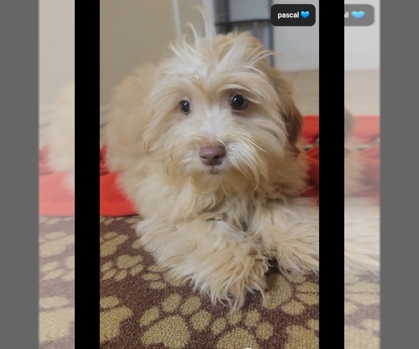 Medium Photo #2 Zuchon Puppy For Sale in TUCSON, AZ, USA