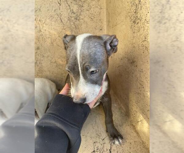 Medium Photo #1 American Pit Bull Terrier-Unknown Mix Puppy For Sale in Oklahoma City, OK, USA