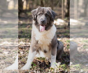 Mutt Dogs for adoption in Greenville, SC, USA