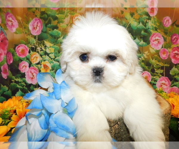 Medium Photo #1 Shih Tzu Puppy For Sale in HAMMOND, IN, USA