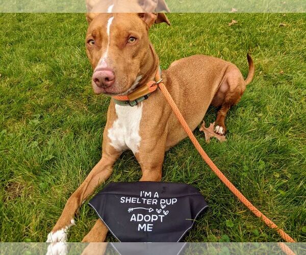 Medium Photo #20 American Pit Bull Terrier-Blue Lacy Mix Puppy For Sale in Rockaway, NJ, USA