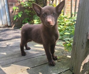 German Shepherd Dog Puppy for sale in NOVI, MI, USA