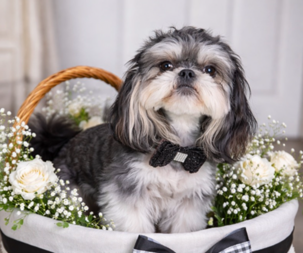 Medium Photo #1 Shih Tzu Puppy For Sale in BURLINGTON, NC, USA