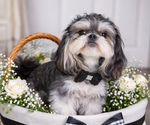 Small Photo #1 Shih Tzu Puppy For Sale in BURLINGTON, NC, USA