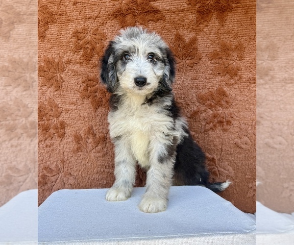 Medium Photo #5 Aussiedoodle Puppy For Sale in OCALA, FL, USA