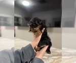 Small #4 Yorkshire Terrier
