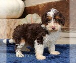 Small #2 Bernedoodle (Miniature)