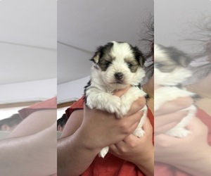 Morkie Puppy for sale in DES PLAINES, IL, USA