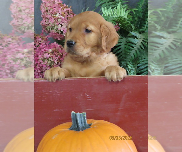 Medium Photo #1 Golden Retriever Puppy For Sale in THORP, WI, USA