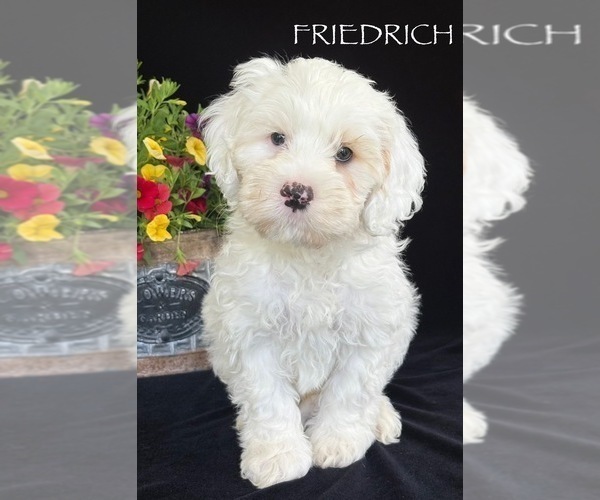 Medium Photo #15 Australian Labradoodle Puppy For Sale in WASHINGTON, NC, USA