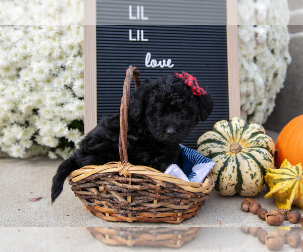 Medium Photo #2 Miniature Labradoodle Puppy For Sale in SHIPSHEWANA, IN, USA