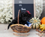 Small #1 Miniature Labradoodle