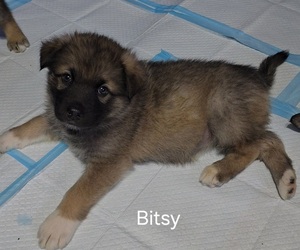 Medium Alaskan Shepherd