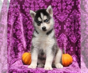 Siberian Husky Puppy for sale in KIRKWOOD, PA, USA