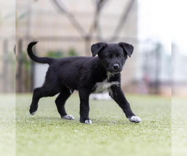 Medium Photo #5 Labrador Retriever-Unknown Mix Puppy For Sale in San Diego, CA, USA