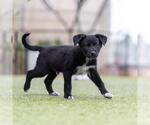 Small #4 Labrador Retriever Mix