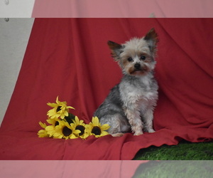 Yorkshire Terrier Puppy for Sale in ELDORADO, Ohio USA