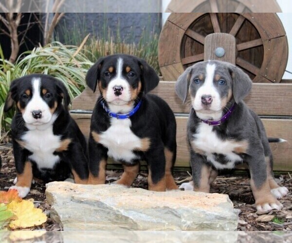 Medium Photo #2 Greater Swiss Mountain Dog Puppy For Sale in RONKS, PA, USA