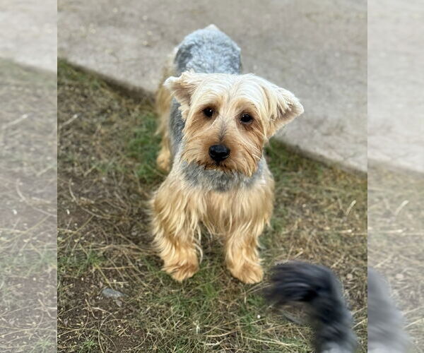 Medium Photo #1 Silky Terrier-Unknown Mix Puppy For Sale in Phoenix, AZ, USA