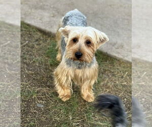 Silky Terrier-Unknown Mix Dogs for adoption in Phoenix, AZ, USA